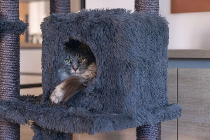 beeztees Kratzbaum Duco